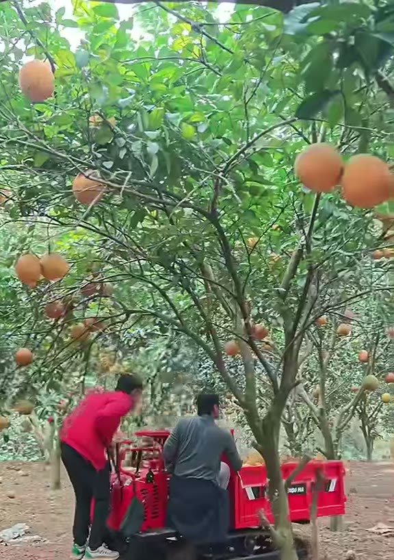 Xe rùa bánh xích chở bưởi giữa vườn bưởi